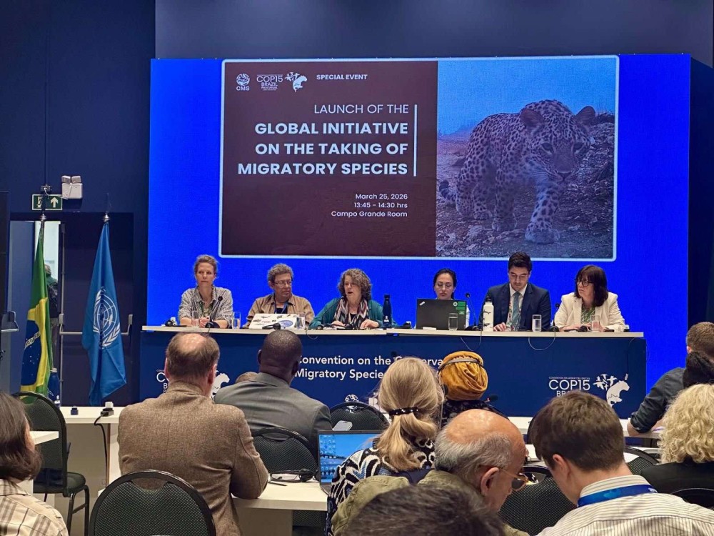 Нүүдлийн амьтдын 24 хувь нь устах аюулд оржээ