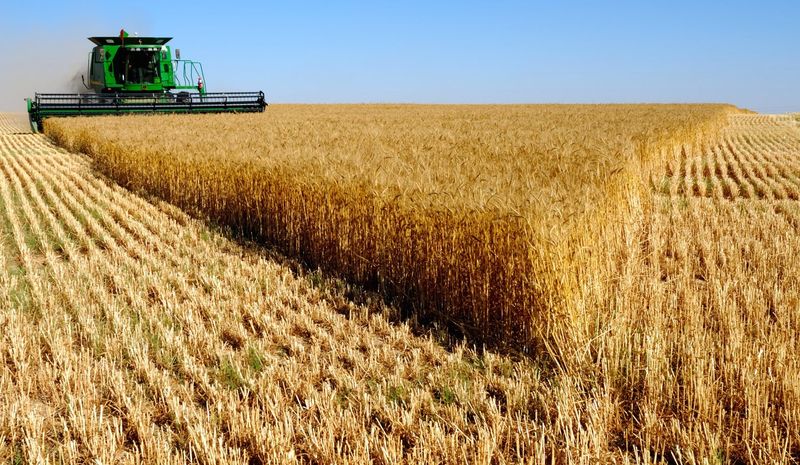 Тариалан эрхлэгчдэд 2,500 тонн улаанбуудайн үрийг зээлийн нөхцөлөөр олгоно