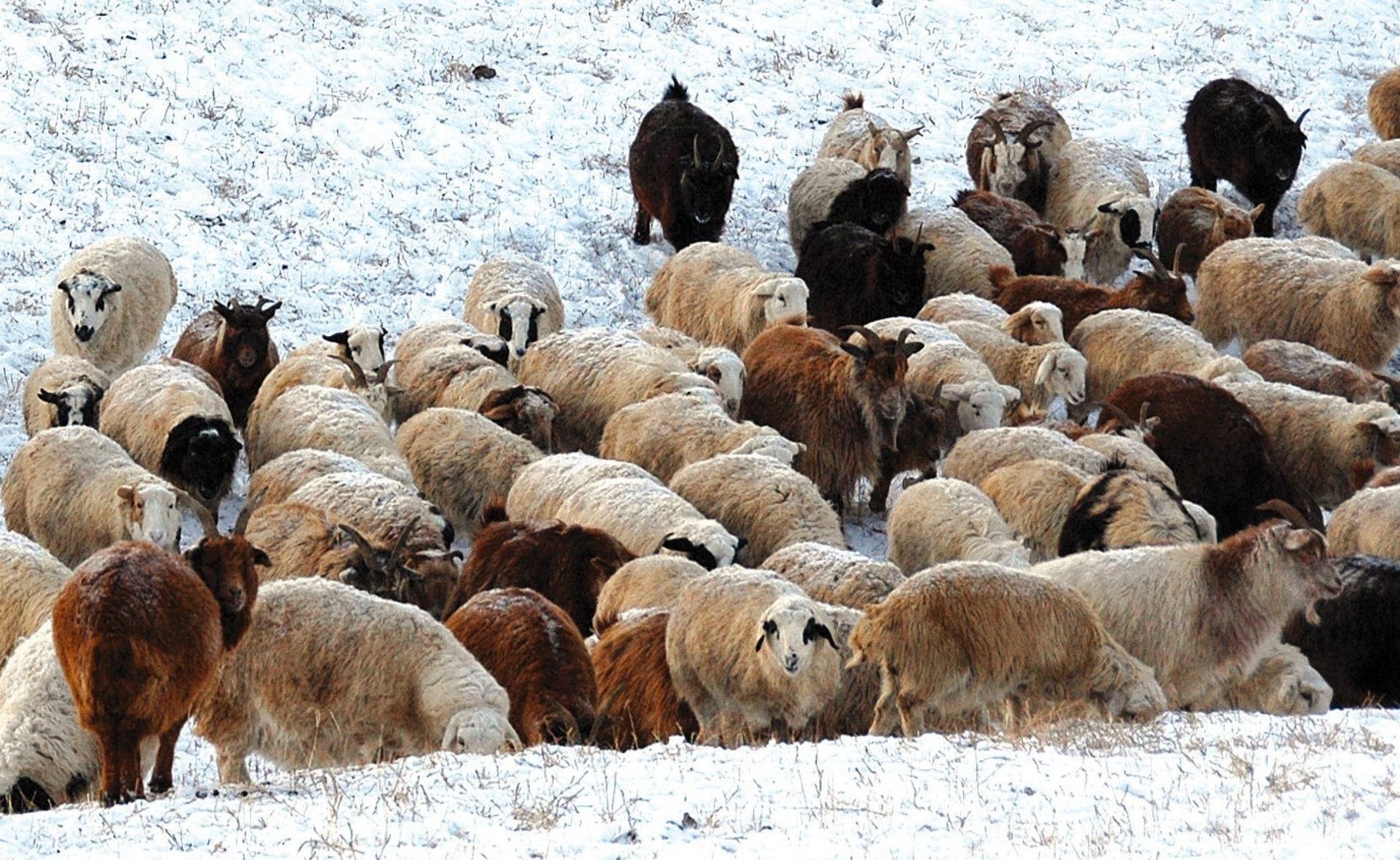 Аймаг сумдад 796 тонн нүүрс, 8154 тонн тэжээлийг олгоно